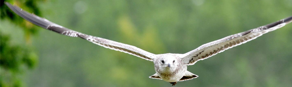 red tailed hawk flying