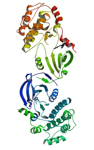 camk kinase