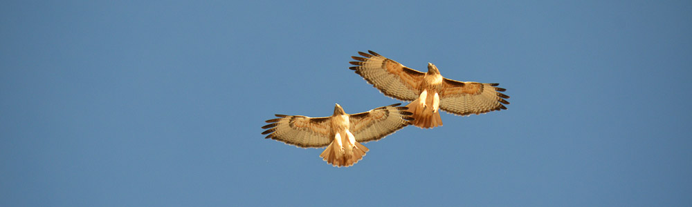 red tailed hawk face